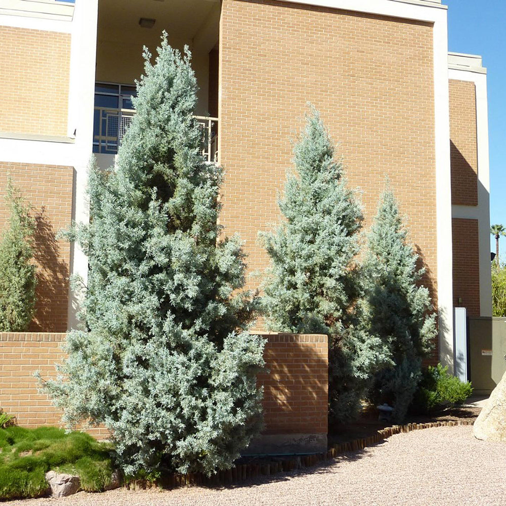 Chiparos argintiu de Arizona, gard viu vesnic verde