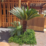 Цикас Cycas Revoluta – екзотична стайна палма с твърди зелени листа, 160 см