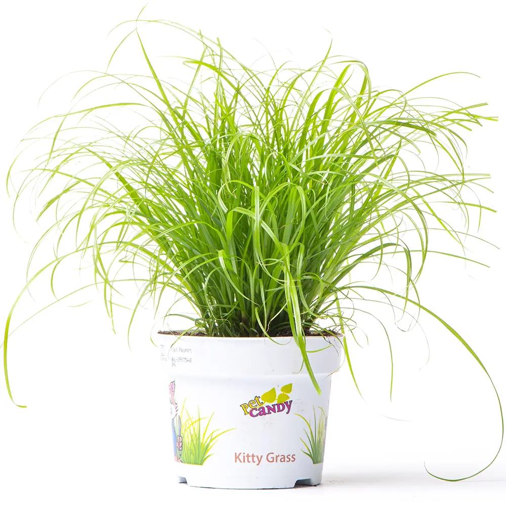 Iarba Matei, Menta Pisicii (Cyperus alternifolius), planta interior, pentru pisici, rezistenta