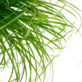 Iarba Matei, Menta Pisicii (Cyperus alternifolius), planta interior, pentru pisici, rezistenta
