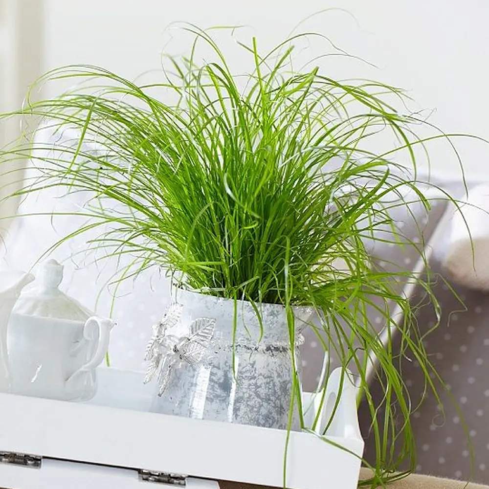 Iarba Matei, Menta Pisicii (Cyperus alternifolius), planta interior, pentru pisici, rezistenta