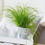 Iarba Matei, Menta Pisicii (Cyperus alternifolius), planta interior, pentru pisici, rezistenta