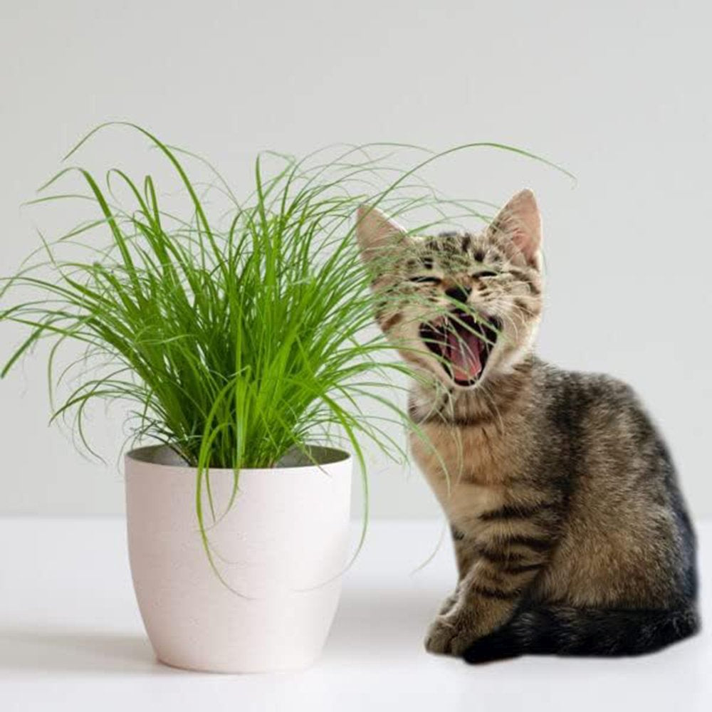 Iarba Matei, Menta Pisicii (Cyperus alternifolius), planta interior, pentru pisici, rezistenta
