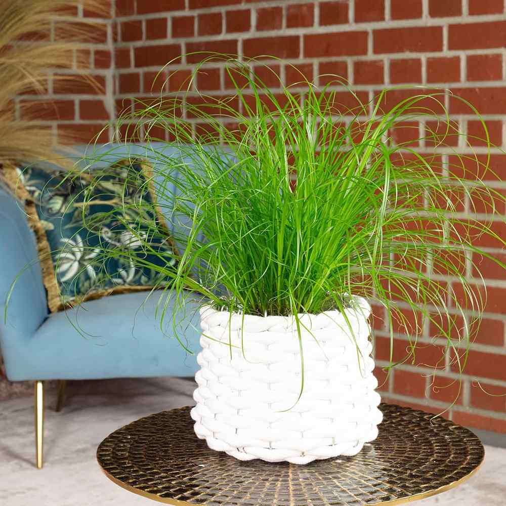 Iarba Matei, Menta Pisicii (Cyperus alternifolius), planta interior, pentru pisici, rezistenta