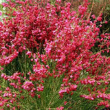 Метла (Cytisus) 'Boskoop Ruby' – храст с обилен рубиненочервен цъфтеж за слънчеви градини