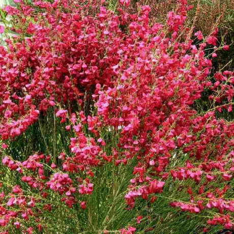 Метла (Cytisus) 'Boskoop Ruby' – храст с обилен рубиненочервен цъфтеж за слънчеви градини
