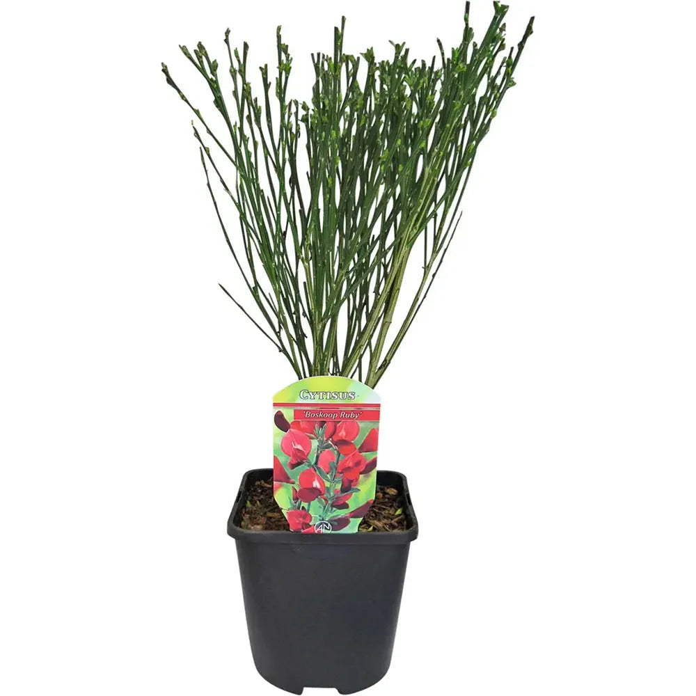 Метла (Cytisus) 'Boskoop Ruby' – храст с обилен рубиненочервен цъфтеж за слънчеви градини