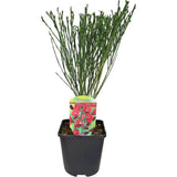 Метла (Cytisus) 'Boskoop Ruby' – храст с обилен рубиненочервен цъфтеж за слънчеви градини
