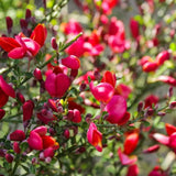 Метла (Cytisus) 'Boskoop Ruby' – храст с обилен рубиненочервен цъфтеж за слънчеви градини