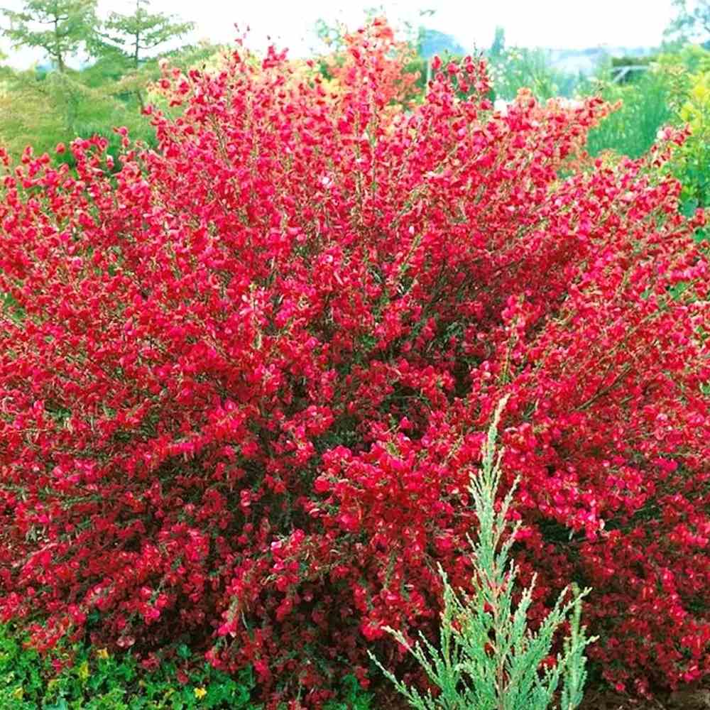 Метла (Cytisus) 'Boskoop Ruby' – храст с обилен рубиненочервен цъфтеж за слънчеви градини