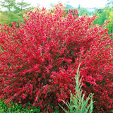 Метла (Cytisus) 'Boskoop Ruby' – храст с обилен рубиненочервен цъфтеж за слънчеви градини