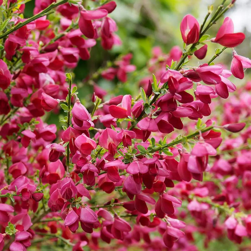 Метла (Cytisus) 'Boskoop Ruby' – храст с обилен рубиненочервен цъфтеж за слънчеви градини