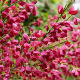 Метла (Cytisus) 'Boskoop Ruby' – храст с обилен рубиненочервен цъфтеж за слънчеви градини