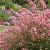 Метличина (Cytisus 'Hollandia') – декоративен храст с двуцветни розово-червени цветове