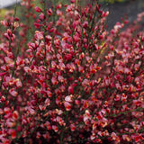 Метличина (Cytisus 'Hollandia') – декоративен храст с двуцветни розово-червени цветове