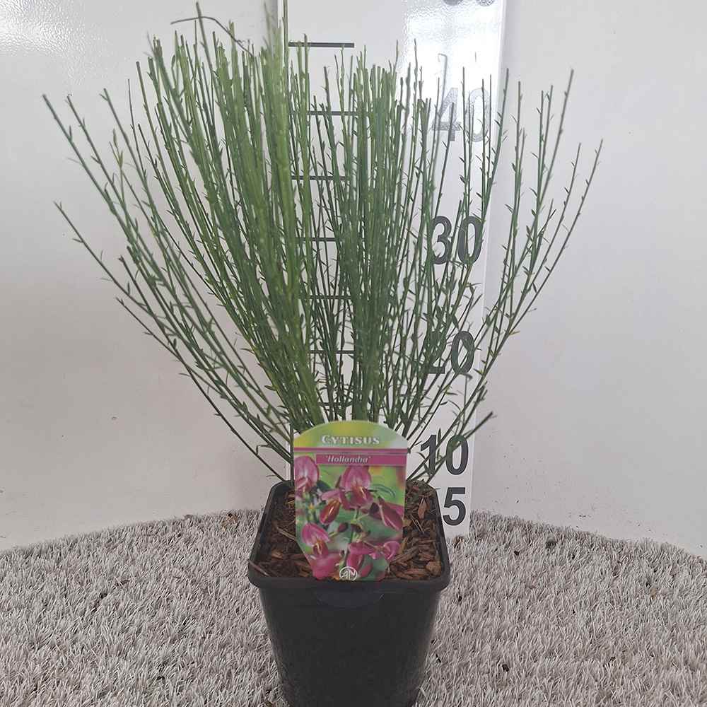 Метличина (Cytisus 'Hollandia') – декоративен храст с двуцветни розово-червени цветове