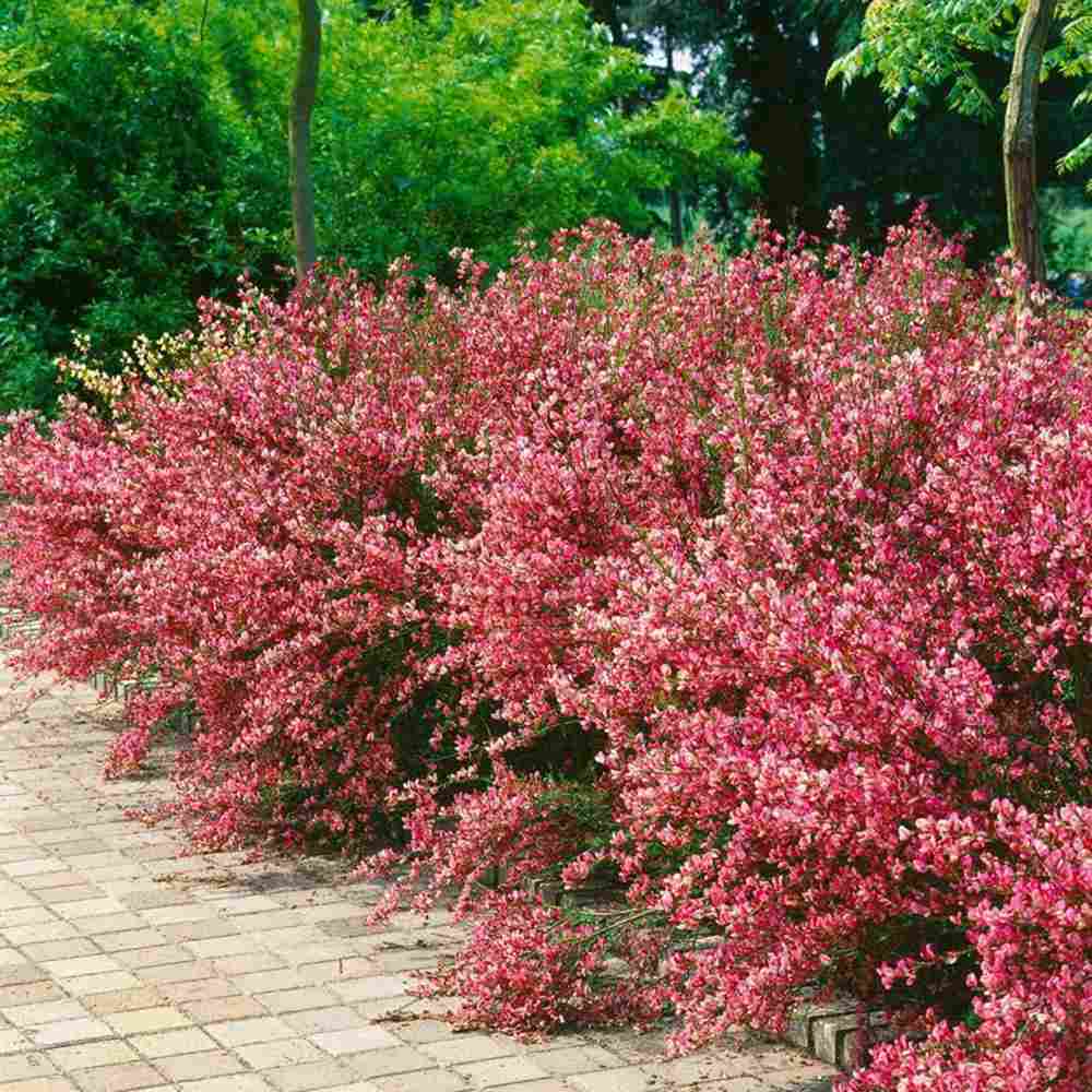 Метличина (Cytisus 'Hollandia') – декоративен храст с двуцветни розово-червени цветове