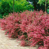 Метличина (Cytisus 'Hollandia') – декоративен храст с двуцветни розово-червени цветове