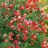 Метличина (Cytisus 'Hollandia') – декоративен храст с двуцветни розово-червени цветове