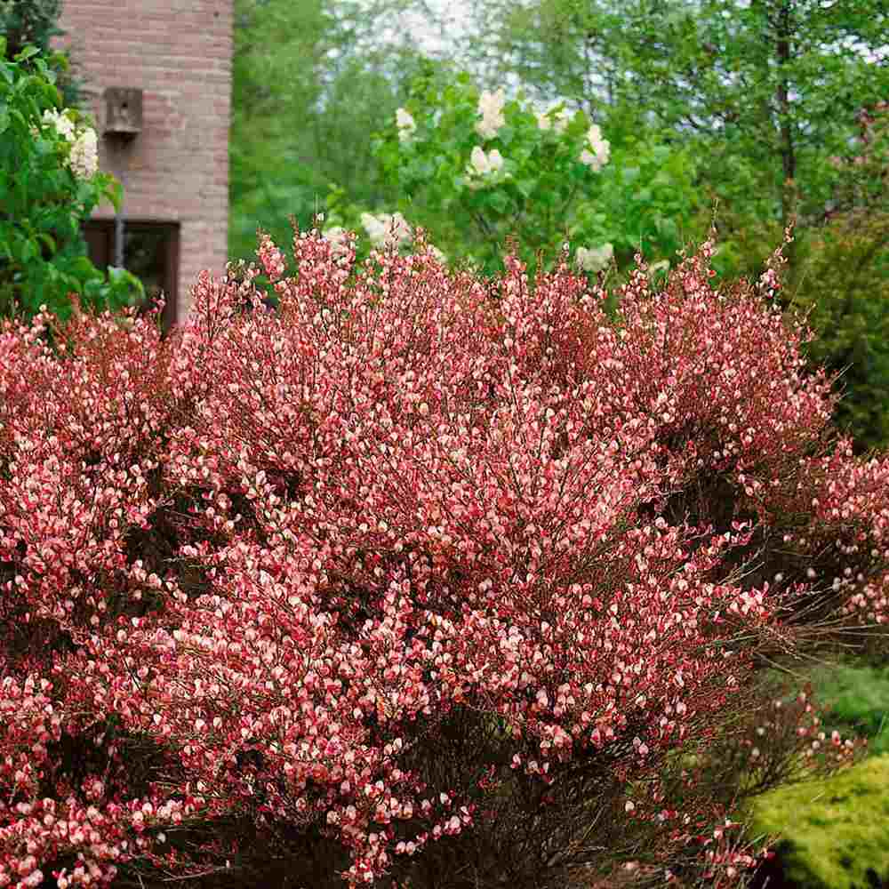 Метличина (Cytisus 'Hollandia') – декоративен храст с двуцветни розово-червени цветове