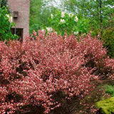 Метличина (Cytisus 'Hollandia') – декоративен храст с двуцветни розово-червени цветове