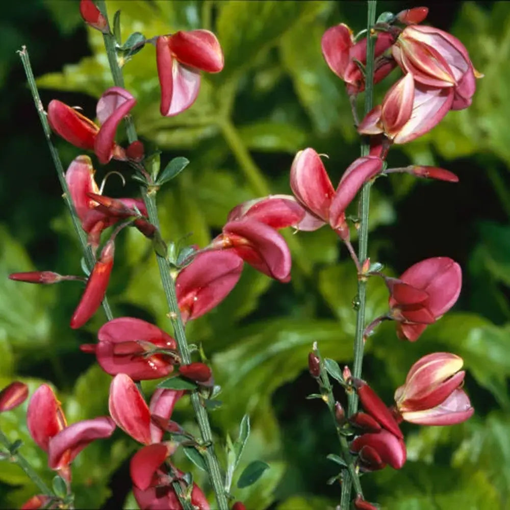 Метличина (Cytisus 'Hollandia') – декоративен храст с двуцветни розово-червени цветове