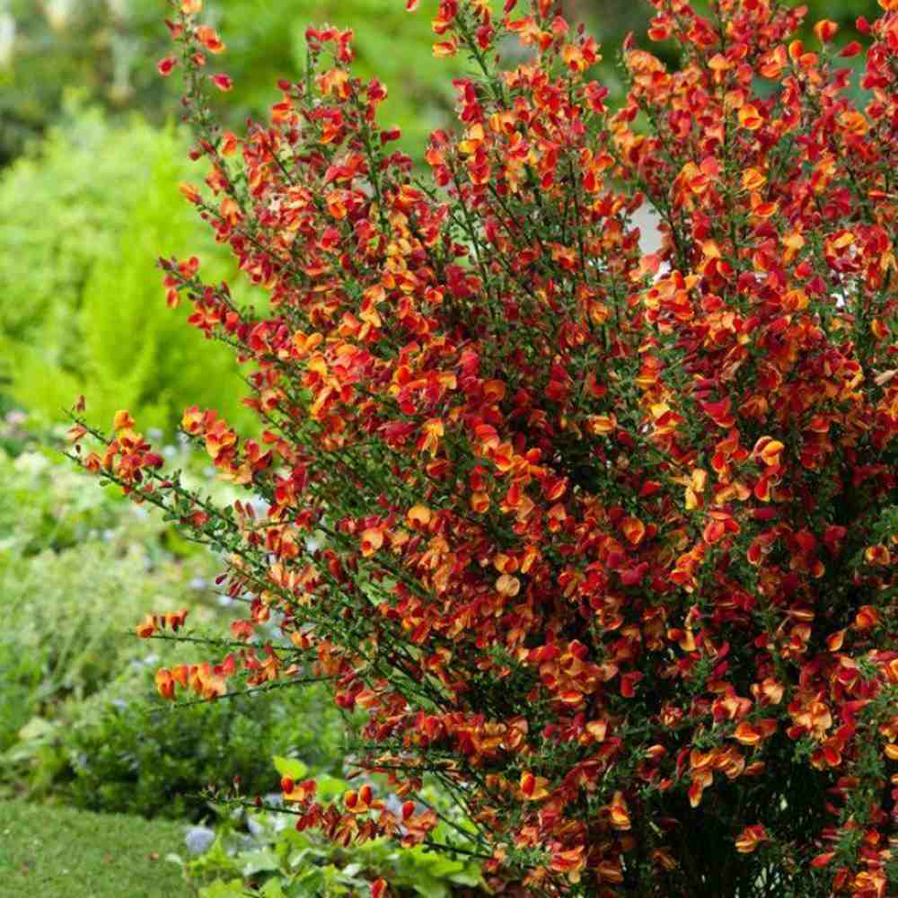 Метличина декоративна (Cytisus) Lena – храст с жълто-оранжеви цветове с червени акценти за слънчеви градини