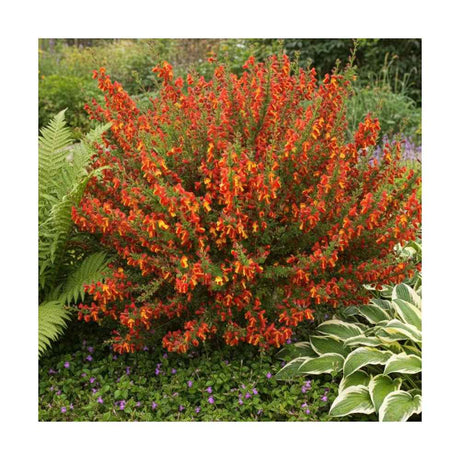 Метличина декоративна (Cytisus) Lena – храст с жълто-оранжеви цветове с червени акценти за слънчеви градини