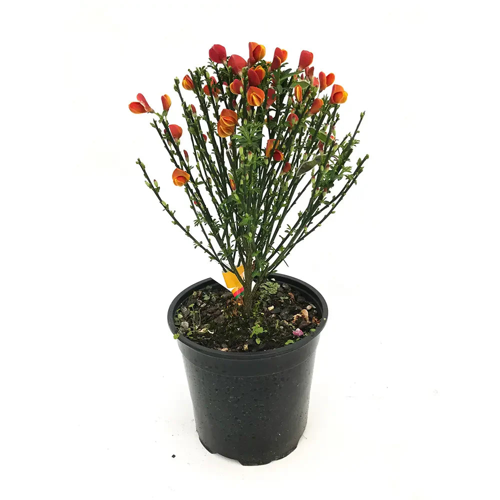 Метличина декоративна (Cytisus) Lena – храст с жълто-оранжеви цветове с червени акценти за слънчеви градини