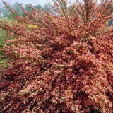 Метличина (Cytisus) 'Zeelandia' – храст с бледорозови цветове и червен център за слънчеви градини