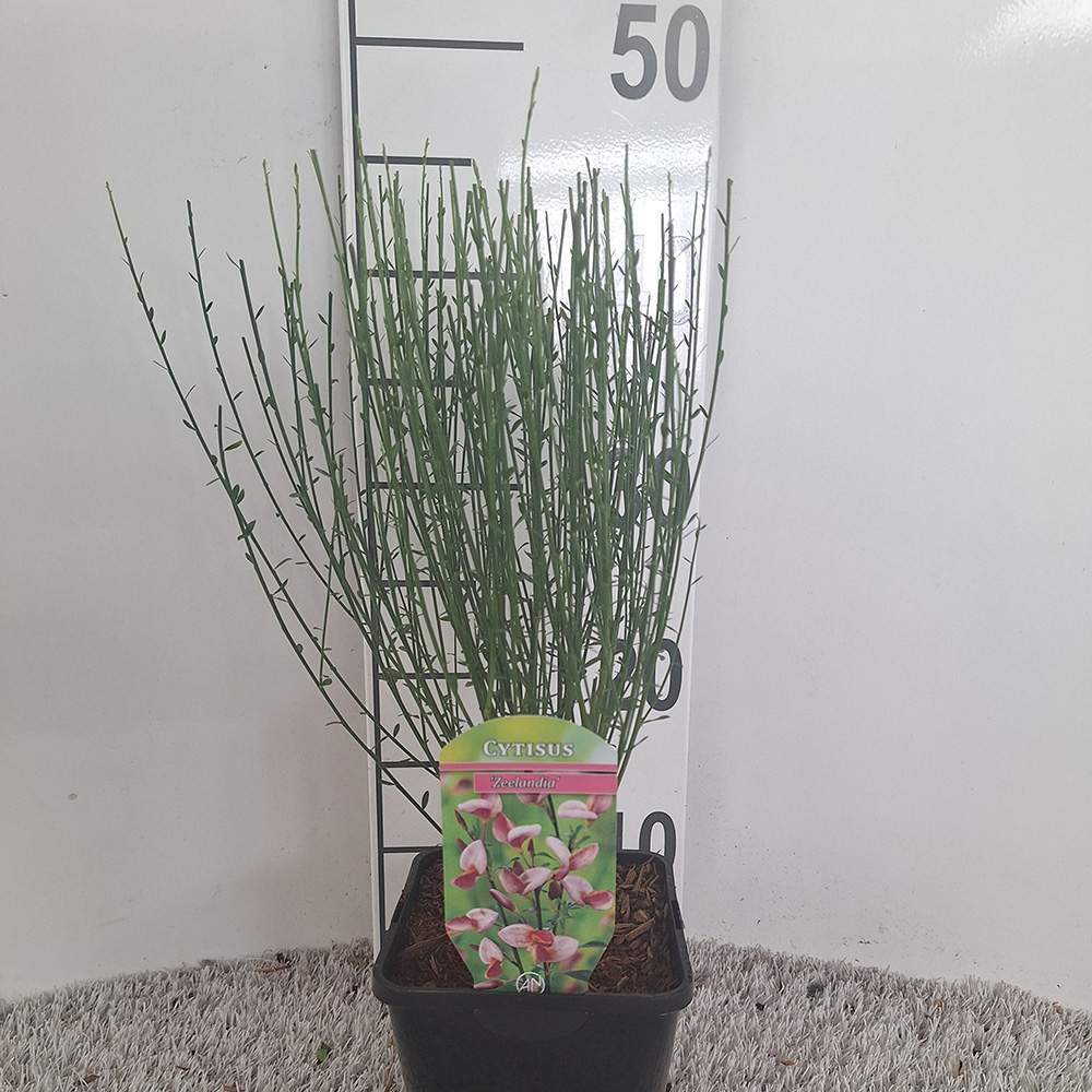 Метличина (Cytisus) 'Zeelandia' – храст с бледорозови цветове и червен център за слънчеви градини