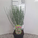 Метличина (Cytisus) 'Zeelandia' – храст с бледорозови цветове и червен център за слънчеви градини