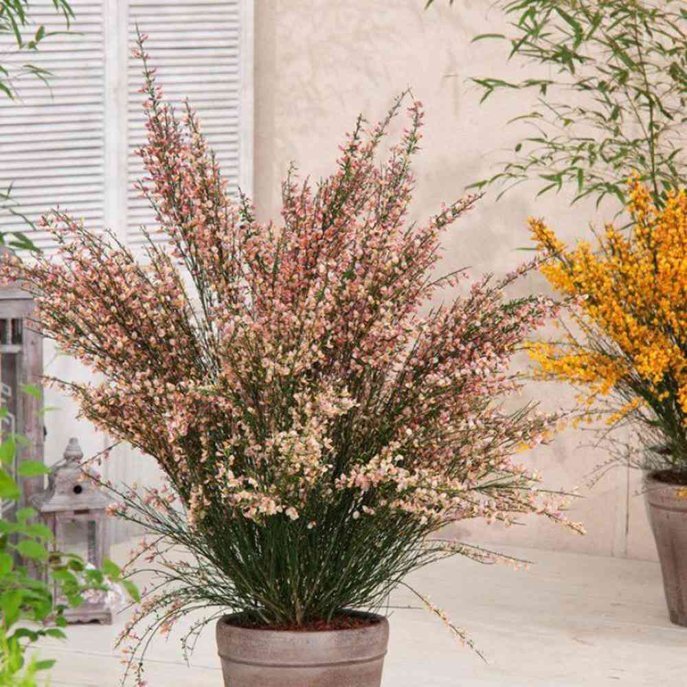Метличина (Cytisus) 'Zeelandia' – храст с бледорозови цветове и червен център за слънчеви градини