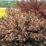 Метличина (Cytisus) 'Zeelandia' – храст с бледорозови цветове и червен център за слънчеви градини