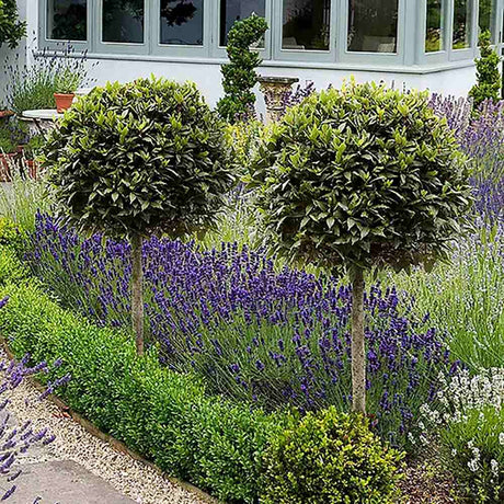 Лаврово дърво (дафинов лист), ядливо, декоративно