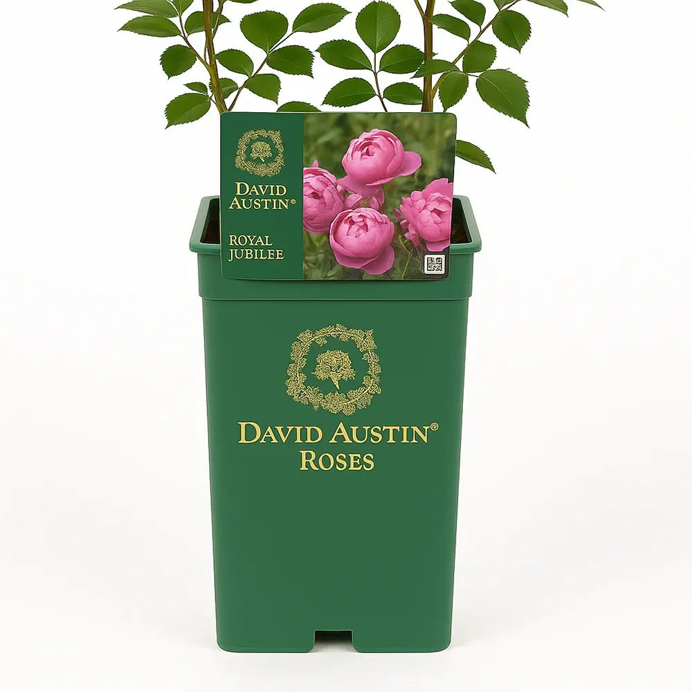 Trandafir englezesc David Austin Royal Jubilee, flori roz zmeuriu, parfum fructat, inflorire continua
