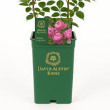 Trandafir englezesc David Austin Royal Jubilee, flori roz zmeuriu, parfum fructat, inflorire continua
