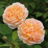 Trandafir englezesc David Austin, The Lady Gardener, flori portocaliu caise, parfum intens, inflorire continua, tufa viguroasa pentru gradina