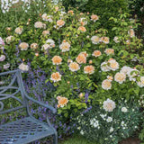 Trandafir englezesc David Austin, The Lady Gardener, flori portocaliu caise, parfum intens, inflorire continua, tufa viguroasa pentru gradina