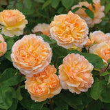 Trandafir englezesc David Austin, The Lady Gardener, flori portocaliu caise, parfum intens, inflorire continua, tufa viguroasa pentru gradina