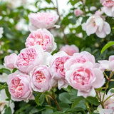 Trandafir englezesc David Austin Wildeve, cu flori roz somon, inflorire continua, parfum fructat, gradina si ghiveci