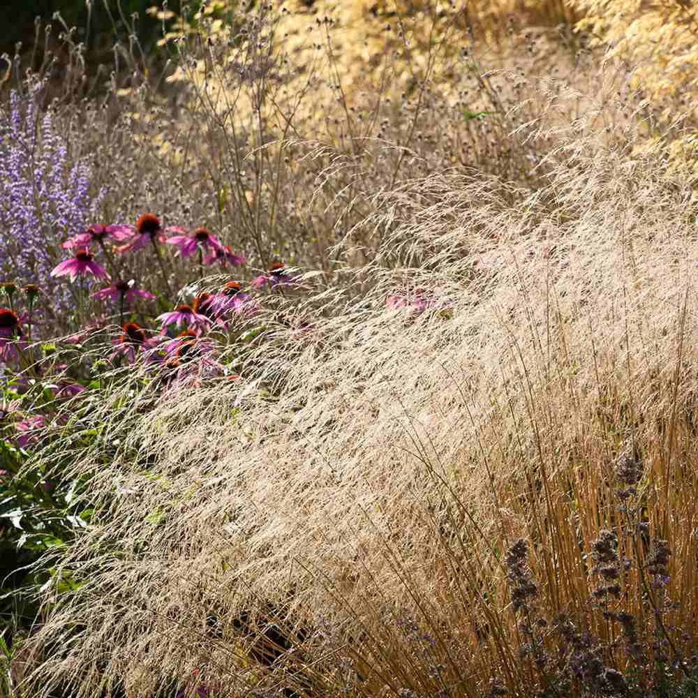 Tarsa Mare Deschampsia cespitosa Goldtau, cu spice aurii usoare