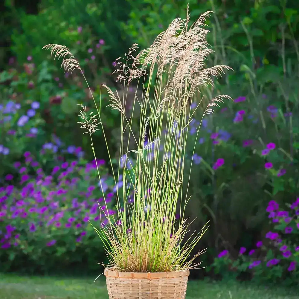 Tarsa Mare Deschampsia cespitosa Goldtau, cu spice aurii usoare