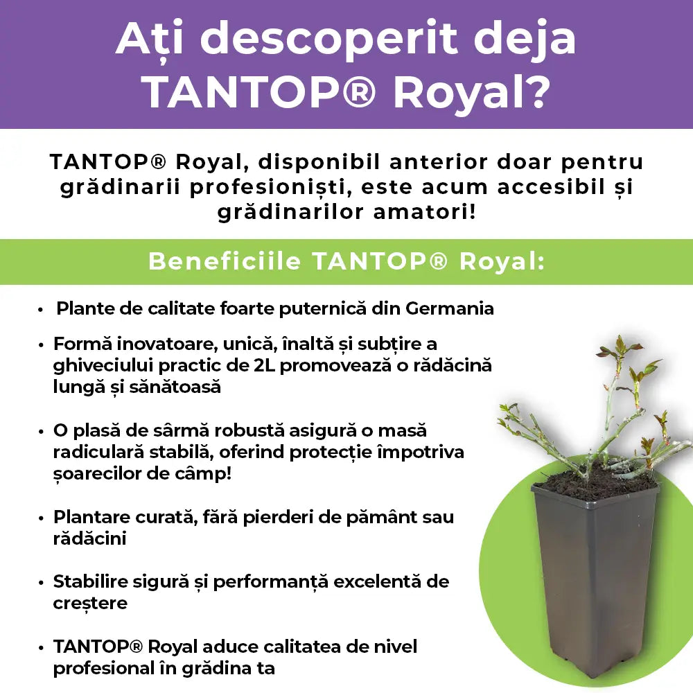 Trandafir Catarator rosu-violet Deep Love, inflorire repetata