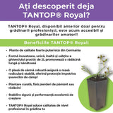 Trandafir Catarator rosu-violet Deep Love, inflorire repetata
