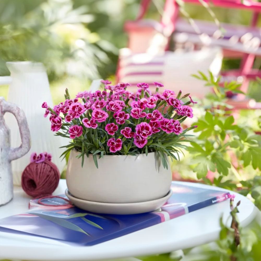 Карамфил (Dianthus) 'Picture Perfect' – ароматно многогодишно с двуцветни розови цветове