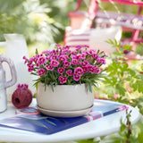 Карамфил (Dianthus) 'Picture Perfect' – ароматно многогодишно с двуцветни розови цветове