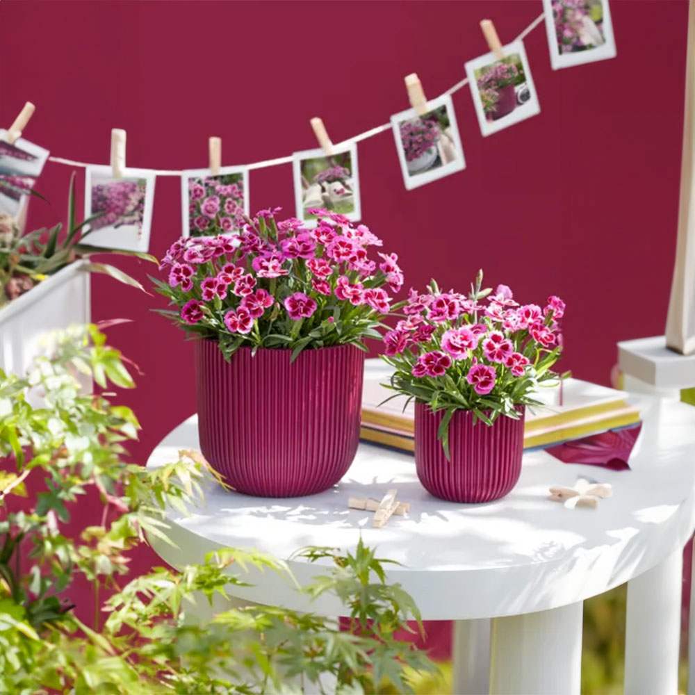 Карамфил (Dianthus) 'Picture Perfect' – ароматно многогодишно с двуцветни розови цветове