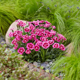 Карамфил (Dianthus) 'Picture Perfect' – ароматно многогодишно с двуцветни розови цветове