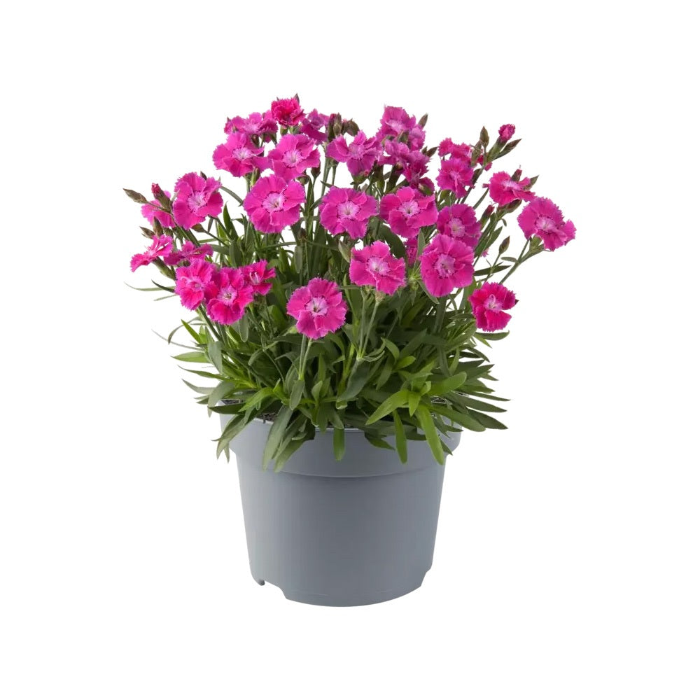 Карамфил (Dianthus) Mountain Frost Pink Pompom, ароматно многогодишно растение, магента цветове, студоустойчиво